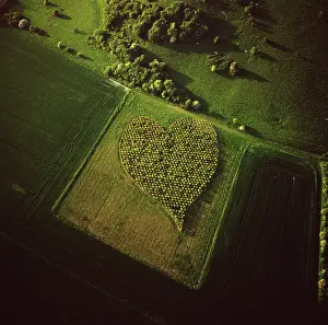 Dae Sasitorn: England - Aerial view, Heart Orchard
