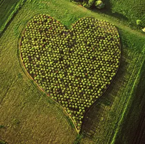 Dae Sasitorn: England - Aerial view, Heart Orchard, near Huish Hill
