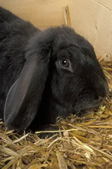 Belier: English black Lop Rabbit on straw ram