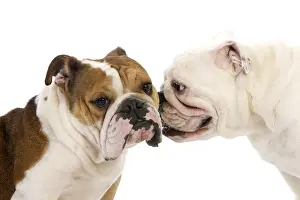 Studio Background: English Bulldog