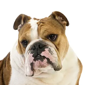 Square: English Bulldog