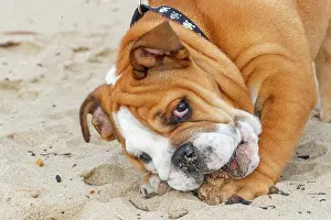 Jeune: English Bulldog