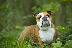 211020: English Bulldog dog, outdoors