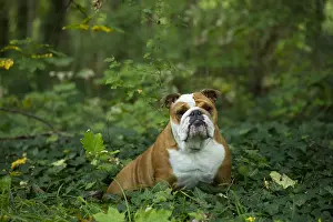211020: English Bulldog dog, outdoors