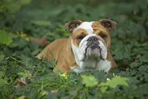 211020: English Bulldog dog, outdoors