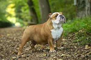 211020: English Bulldog dog, outdoors