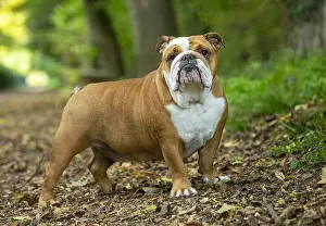 211020: English Bulldog dog, outdoors