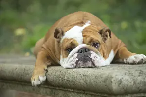 Exhausted: English Bulldog dog, outdoors
