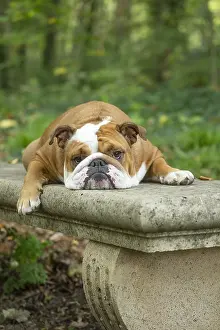 Exhausted: English Bulldog dog, outdoors