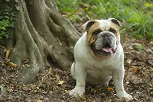 211020: English Bulldog dog, outdoors