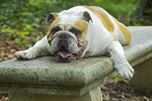 Exhausted: English Bulldog dog, outdoors