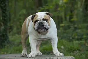 211020: English Bulldog dog, outdoors
