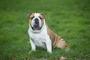 211020: English Bulldog dog, outdoors