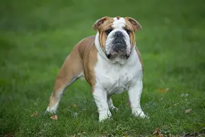 211020: English Bulldog dog, outdoors