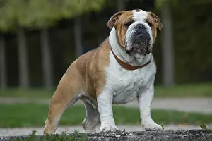 211020: English Bulldog dog, outdoors