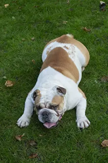 211020: English Bulldog dog, outdoors