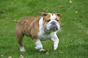 211020: English Bulldog dog, outdoors