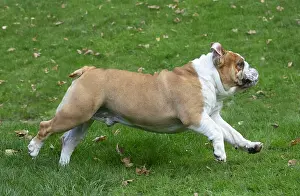 211020: English Bulldog dog, outdoors