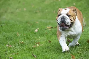 211020: English Bulldog dog, outdoors