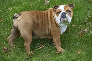 211020: English Bulldog dog, outdoors