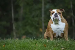 211020: English Bulldog dog, outdoors
