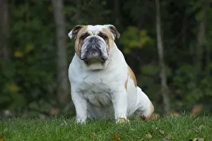 211020: English Bulldog dog, outdoors