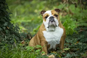 211020: English Bulldog dog, outdoors