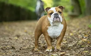 211020: English Bulldog dog, outdoors