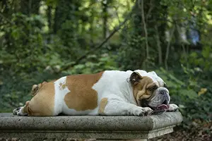 Everyday: English Bulldog dog, outdoors