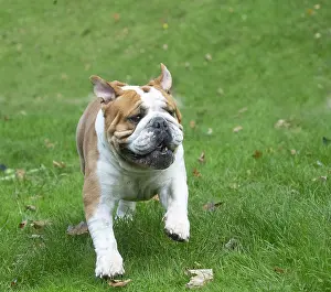 211020: English Bulldog dog, outdoors