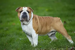 211020: English Bulldog dog, outdoors