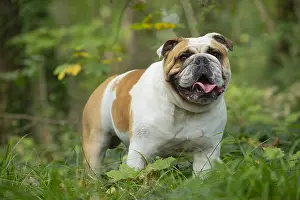 211020: English Bulldog dog, outdoors