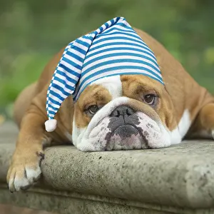 Nightcap: English Bulldog dog, outdoors looking tired wearing nightcap