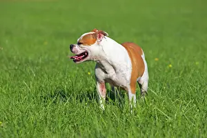 Sense: English Bulldog in the grass - France