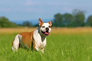 Sense: English Bulldog in the grass - France