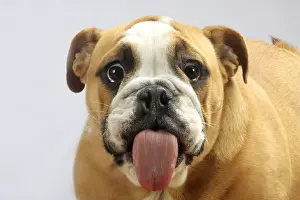Humour: English Bulldog licked pane, glass pane, lick, tongue