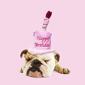 040718: English Bulldog - lying in asleep wearing Happy