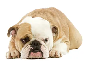 Utility: English Bulldog - lying in studio