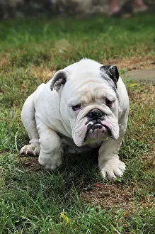 Molossoid: English Bulldog in Midi-Pyrenees France summer