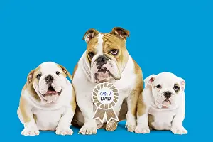 Signs: English Bulldog, mother wearing No.1 Dad sign with