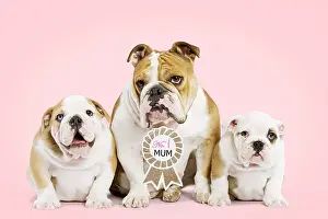 220218: English Bulldog, mother wearing No.1 Mum sign