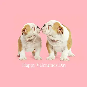Text: English Bulldog - two puppies about to kiss, embrace
