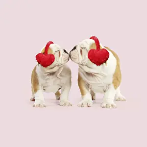 Warmer: English Bulldog - two puppies about to kiss wearing