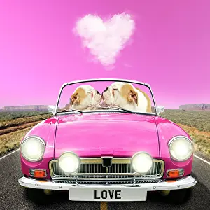 English Bulldog puppies, pair driving car kissing