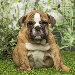 Overweight: English Bulldog puppy dog outdoors