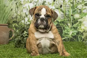 Overweight: English Bulldog puppy dog outdoors