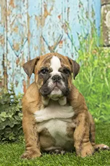 Overweight: English Bulldog puppy dog outdoors