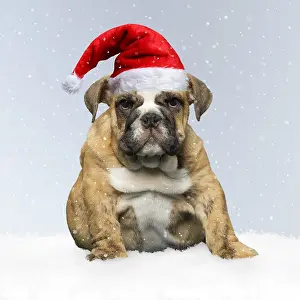 110418: English Bulldog puppy dog outdoors Digital manipulation