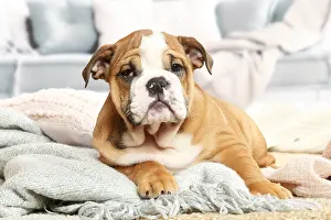 061120: English Bulldog puppy indoors