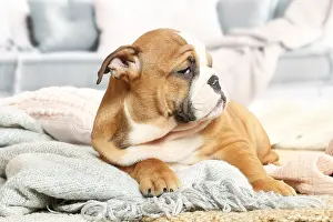 061120: English Bulldog puppy indoors